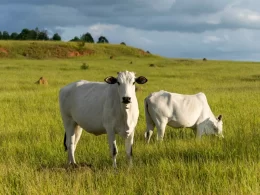 Expectativa positiva para resultados financeiros, aponta análise do BBI em relatório do Estadão E-Investidor