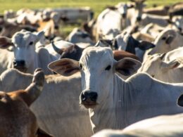 Explosão de Exportações: Carne Bovina Brasileira Ultrapassa 3 Milhões de Toneladas e US$ 13 Bi em 2024!