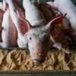 Explosão Global: O Segredo por Trás do Sucesso da Suinocultura Brasileira Além da China