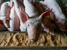 Explosão Global: O Segredo por Trás do Sucesso da Suinocultura Brasileira Além da China