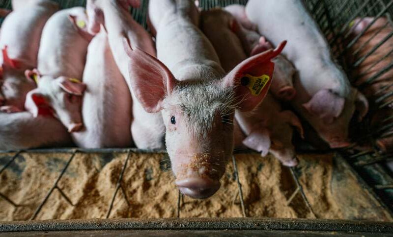 Explosão Global: O Segredo por Trás do Sucesso da Suinocultura Brasileira Além da China