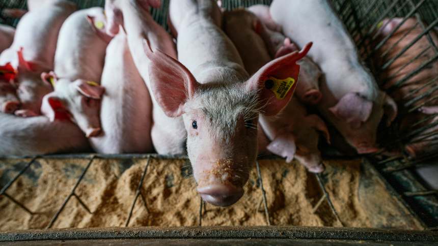 Explosão Global: O Segredo por Trás do Sucesso da Suinocultura Brasileira Além da China