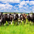Explosão nas Exportações: Crescimento de 30% na Carne Bovina em Setembro Impulsiona Economia Brasileira
