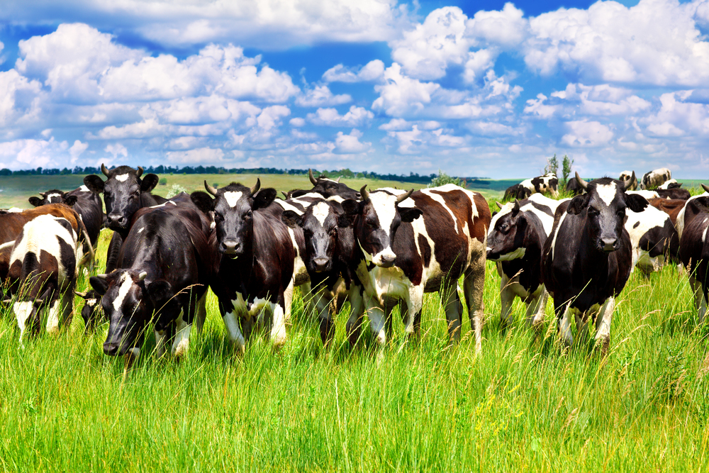 Explosão nas Exportações: Crescimento de 30% na Carne Bovina em Setembro Impulsiona Economia Brasileira