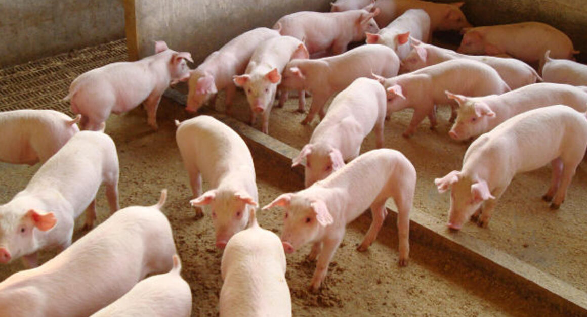 Exportação de Carne Suína em Alta: O Que Vem Além da Queda nas Vendas para a China?