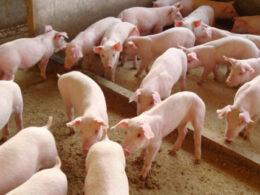 Exportação de Carne Suína em Alta: O Que Vem Além da Queda nas Vendas para a China?