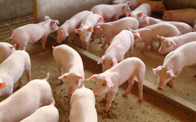Exportação de Carne Suína em Alta: O Que Vem Além da Queda nas Vendas para a China?