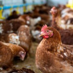 Exportações de carne de frango atingem 418,1 mil toneladas em março