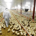 Exportações de carne de frango aumentam 4,2% em maio