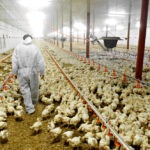 Exportações de frango aumentam 10,5% em abril