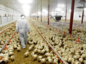 Exportações de frango aumentam 10,5% em abril