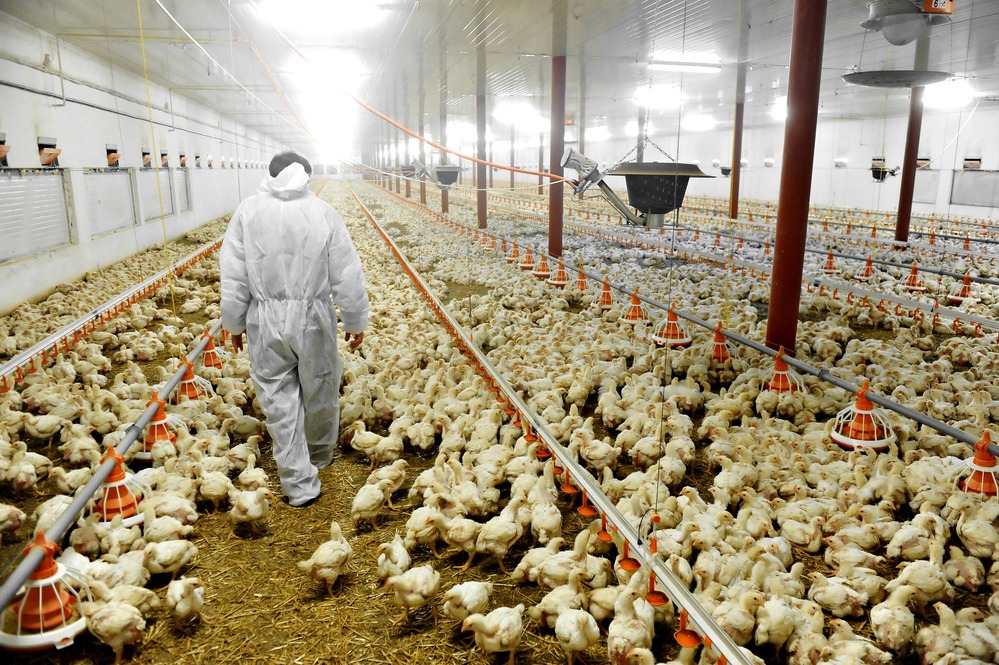 Exportações de frango aumentam 10,5% em abril