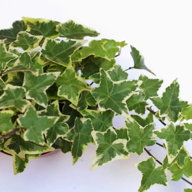 Folhagem verde variegada de hera verde (corte fresco) – 20