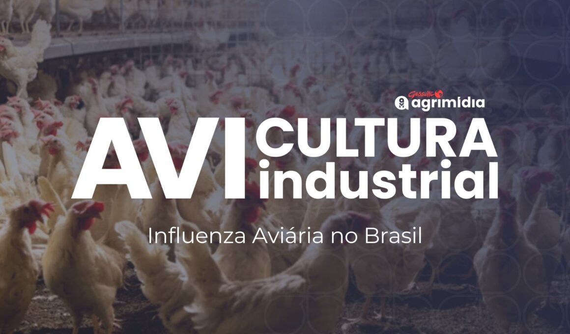 Frango Brasileiro em Crise: Embargos de 10 Países Podem Custar R$ 5 Bilhões ao Setor! O Que Fazer Agora?