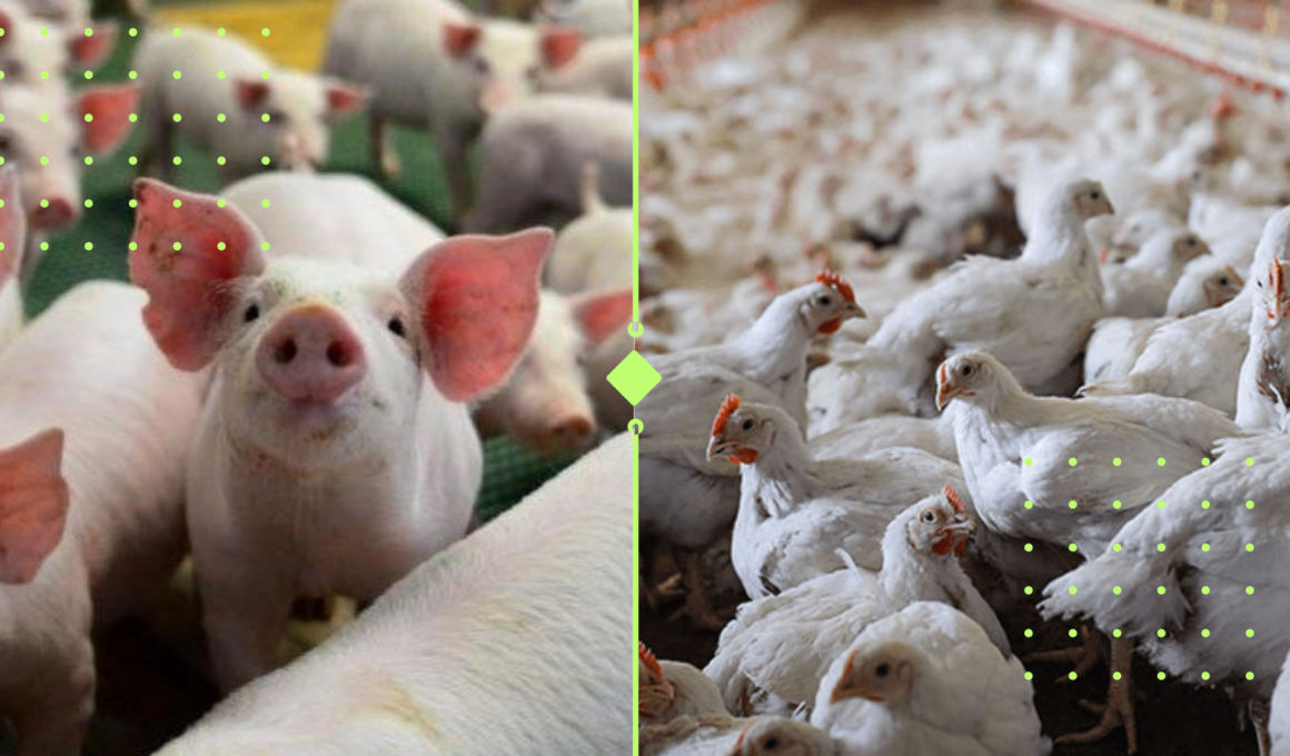 Frango e Suínos em Ascensão: O Que Esse Boom no 4º Trimestre de 2024 Pode Significar Para Seu Prato! Frango e Suínos em Ascensão: O Que Esse Boom no 4º Trimestre de 2024 Pode Significar Para Seu Prato!