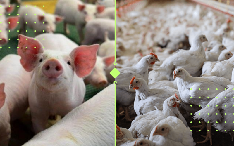 Frango e Suínos em Ascensão: O Que Esse Boom no 4º Trimestre de 2024 Pode Significar Para Seu Prato!
