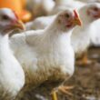 Frango em alta: vendas impulsionam preços em SP enquanto ovos entram em queda! Veja o que isso significa para você!