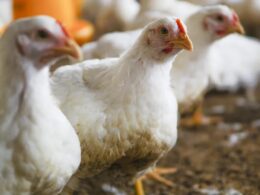 Frango em alta: vendas impulsionam preços em SP enquanto ovos entram em queda! Veja o que isso significa para você!