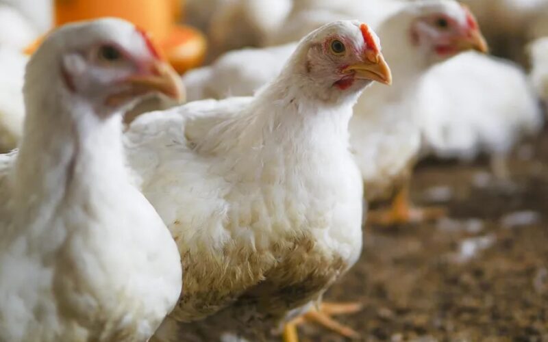 Frango em alta: vendas impulsionam preços em SP enquanto ovos entram em queda! Veja o que isso significa para você!