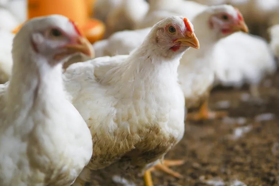 Frango em alta: vendas impulsionam preços em SP enquanto ovos entram em queda! Veja o que isso significa para você!