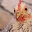 Frango na mesa peruana: a ascensão surpreendente das exportações brasileiras que você precisa conhecer!