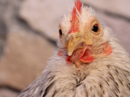 Frango na mesa peruana: a ascensão surpreendente das exportações brasileiras que você precisa conhecer!