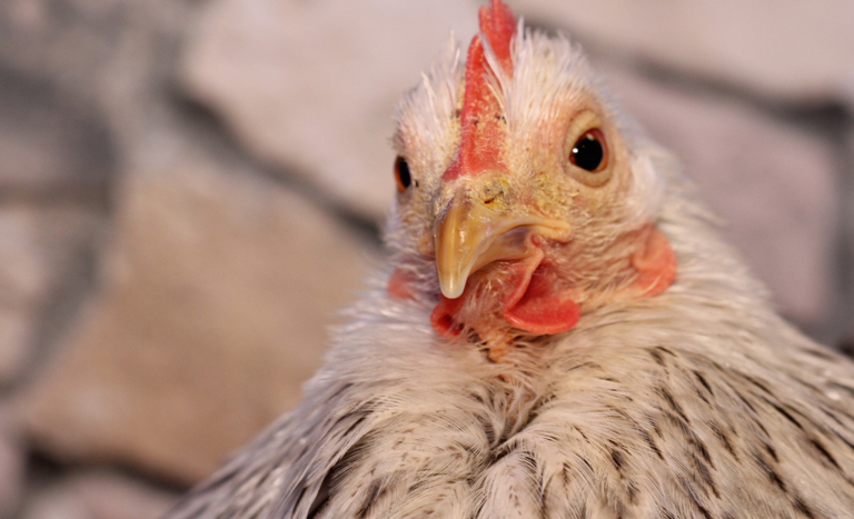 Frango na mesa peruana: a ascensão surpreendente das exportações brasileiras que você precisa conhecer!