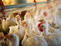 Frangos de Corte no Reino Unido: O Conflito entre Bem-Estar e Produção em Questão!