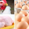 Frangos em Queda, Ovos em Alta: Os Segredos do Sucesso da Avicultura Brasileira em 2025!