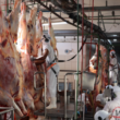 Frigorífico de Porto Nacional obtém selo de inspeção nacional e pode gerar mais de 100 novos empregos