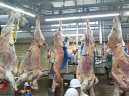 Frigorífico de Rio Verde ganha aval para abater gado no programa Precoce MS.