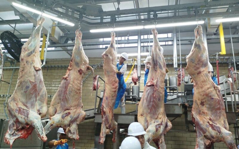 Frigorífico de Rio Verde ganha aval para abater gado no programa Precoce MS.