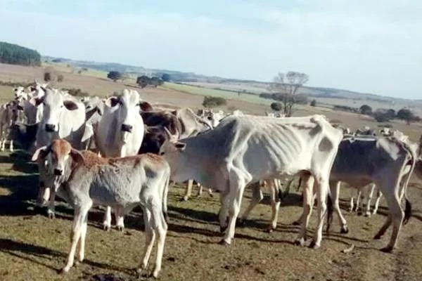Frigorífico é invadido e 170 bois apreendidos são libertados na Resex Chico Mendes