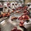 Frigoríficos de MS e GO paralisam produção de carne bovina após tarifaço de Trump