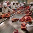 Frigoríficos do MS suspendem exportação de carne bovina para os Estados Unidos