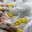 Frigoríficos: quem deve se destacar nos balanços do 2º trimestre de 2025, segundo o mercado financeiro.