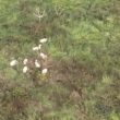 Gado furtado de frigorífico é achado em mata no interior do Acre, informa ICMBio