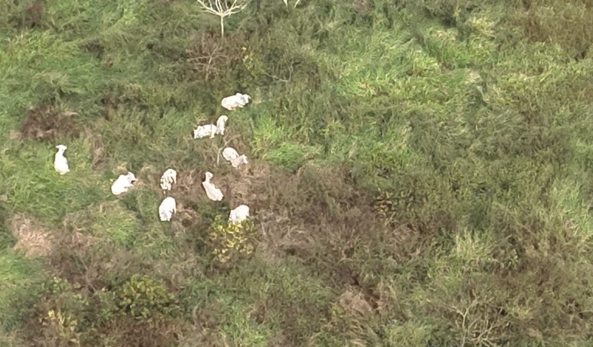 Gado furtado de frigorífico é achado em mata no interior do Acre, informa ICMBio