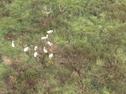 Gado furtado de frigorífico é achado em mata no interior do Acre, informa ICMBio