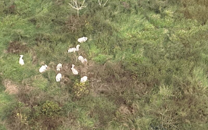 Gado furtado de frigorífico é achado em mata no interior do Acre, informa ICMBio