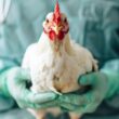 Gripe Aviária: Impacto Real no Mercado de Frango ou Apenas Alarme Falso?