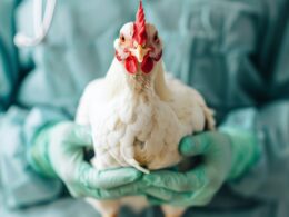 Gripe Aviária: Impacto Real no Mercado de Frango ou Apenas Alarme Falso?