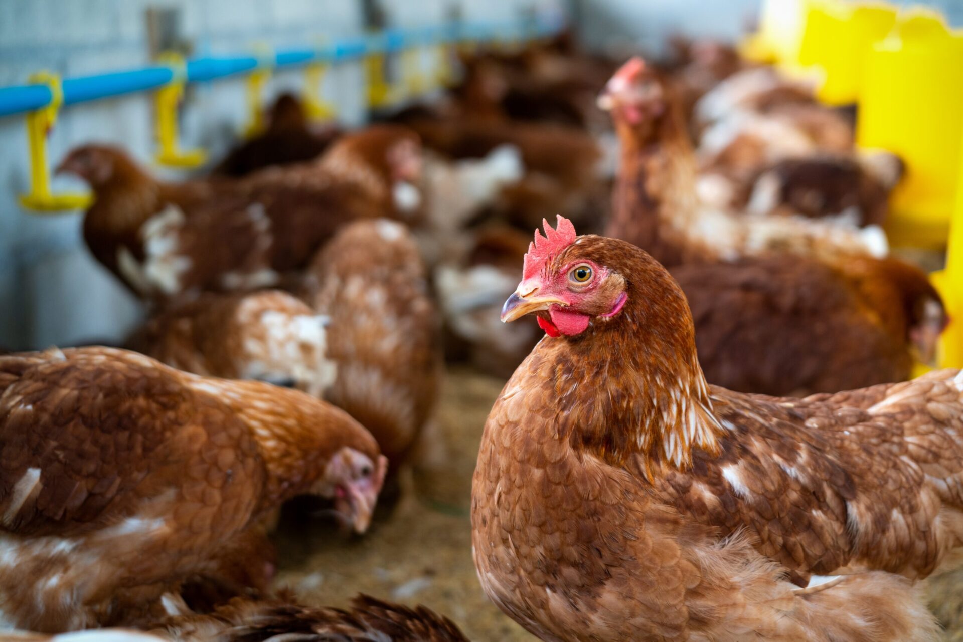 Gripe Aviária: Japão temporariamente suspende importação de carne de aves do Mato Grosso do Sul
