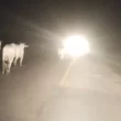 Grupo invade frigorífico no Acre e liberta gado apreendido pelo ICMBio.