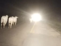 Grupo invade frigorífico no Acre e liberta gado apreendido pelo ICMBio.