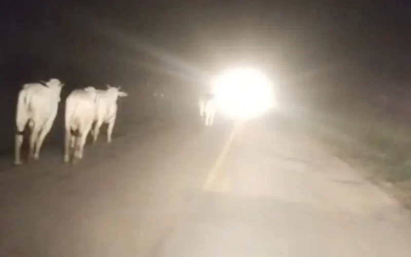 Grupo invade frigorífico no Acre e liberta gado apreendido pelo ICMBio.