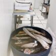 Guarda Municipal interdita frigorífico de peixes em Hortolândia por más condições