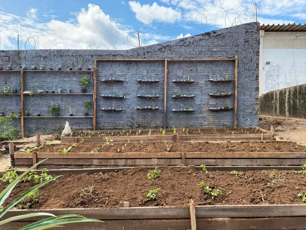 Horta em Materiais Reciclados: Circularidade e Sustentabilidade em Embalagens