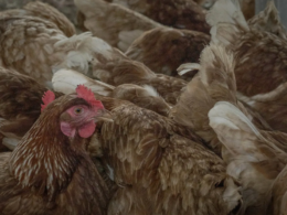 IBGE crava: 1,6 bi de aves em 2024 e produção suína em alta — como isso pode favorecer seu bolso