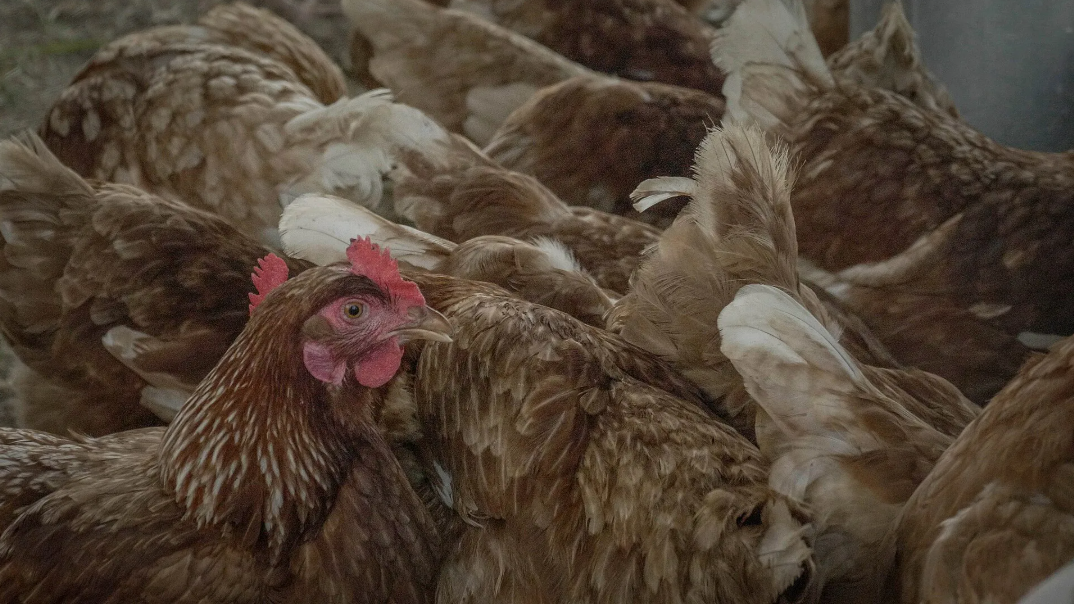 IBGE crava: 1,6 bi de aves em 2024 e produção suína em alta — como isso pode favorecer seu bolso